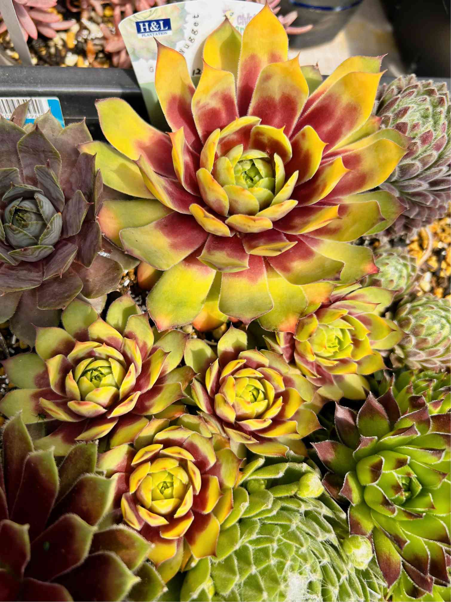 バロネッセの一覧｜🍀GreenSnap（グリーンスナップ）