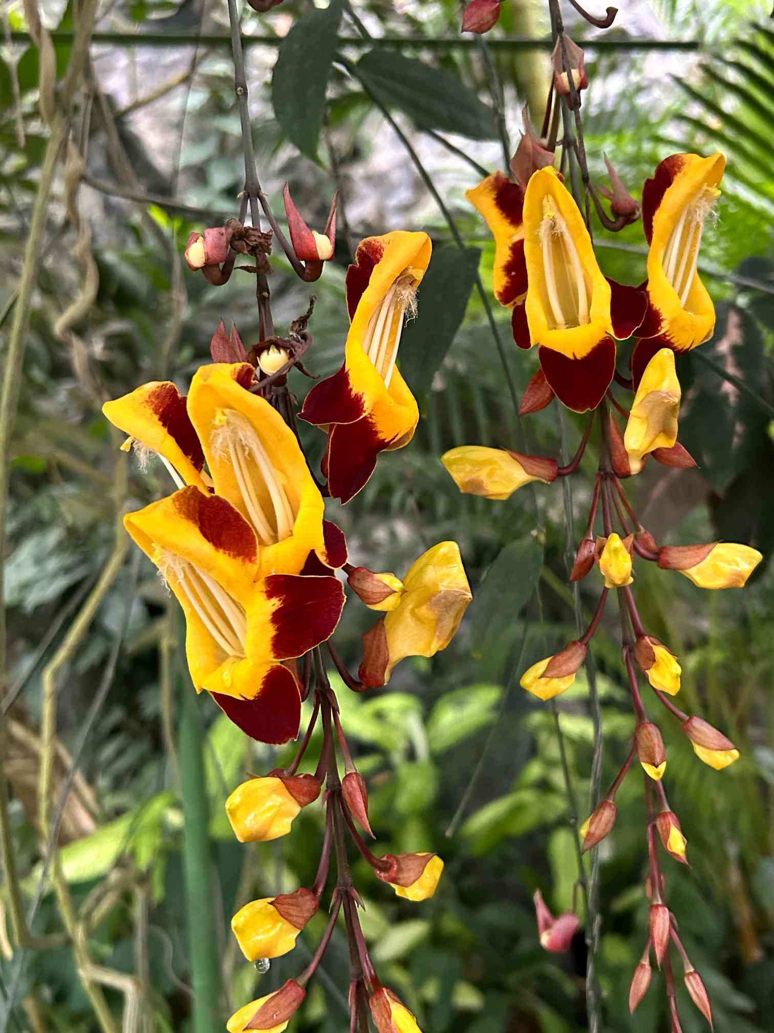 ツンベルギア マイソレンシスの一覧｜🍀GreenSnap（グリーンスナップ）