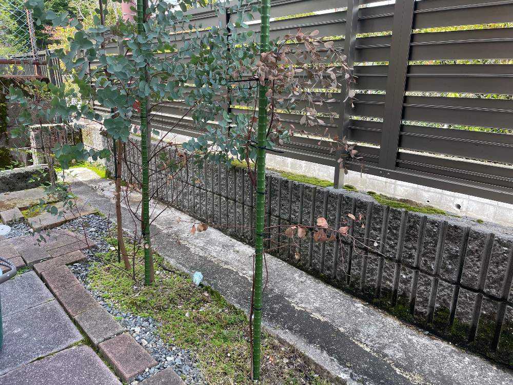 ruka＊ユーカリと針葉樹 黒い森のリース＊№670 他2点 ruka様専用