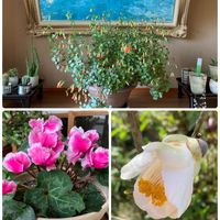 サボテン,シクラメン,カランコエ・エンゼルランプ,白椿,花のある暮らしの画像