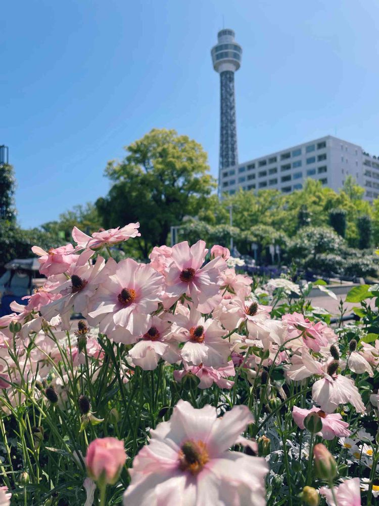 ぺちさんの山下公園への投稿