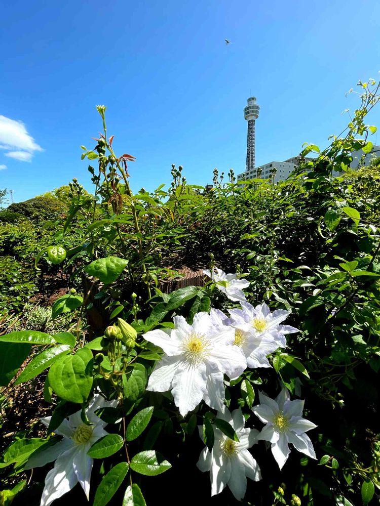 ぽに丸さんの山下公園への投稿