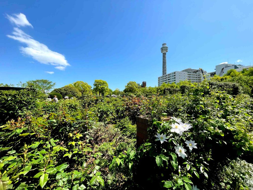 ぽに丸さんの山下公園への投稿