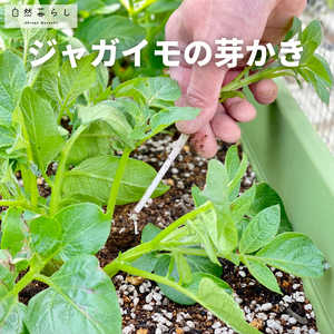 ガーデニング,植物のある暮らし,肥料,ジャガイモ栽培,プランター栽培の画像