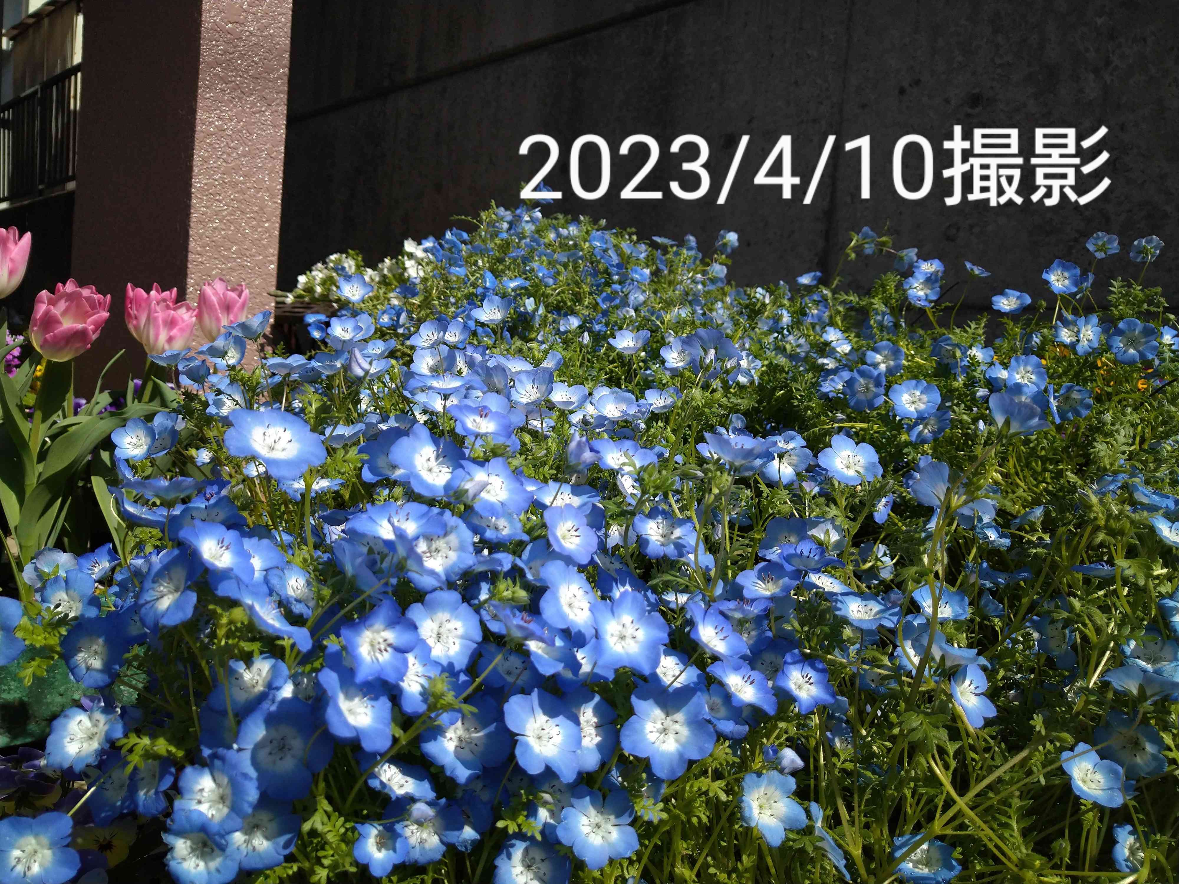 ねもふぃらページ 1681643248864_767052_20230416_