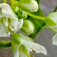 ワサビ,山葵,春に咲く花,山菜,白い花の画像