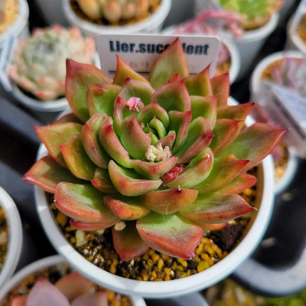 フロリディティール(tsunコレ・キメコレ)｜🍀GreenSnap（グリーン