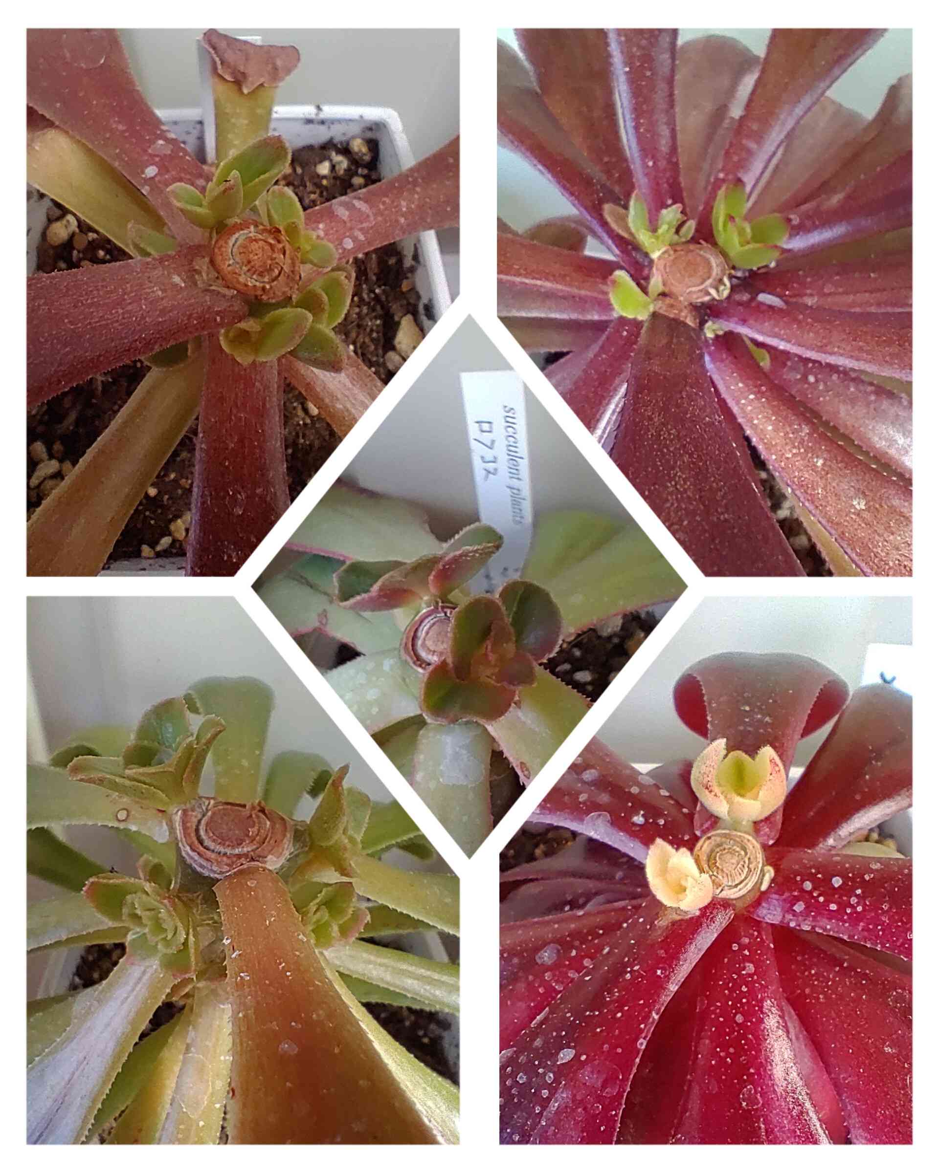 バルサミフェルム　大群生　抜き苗 バルサミフェルムの一覧｜🍀GreenSnap（グリーンスナップ）