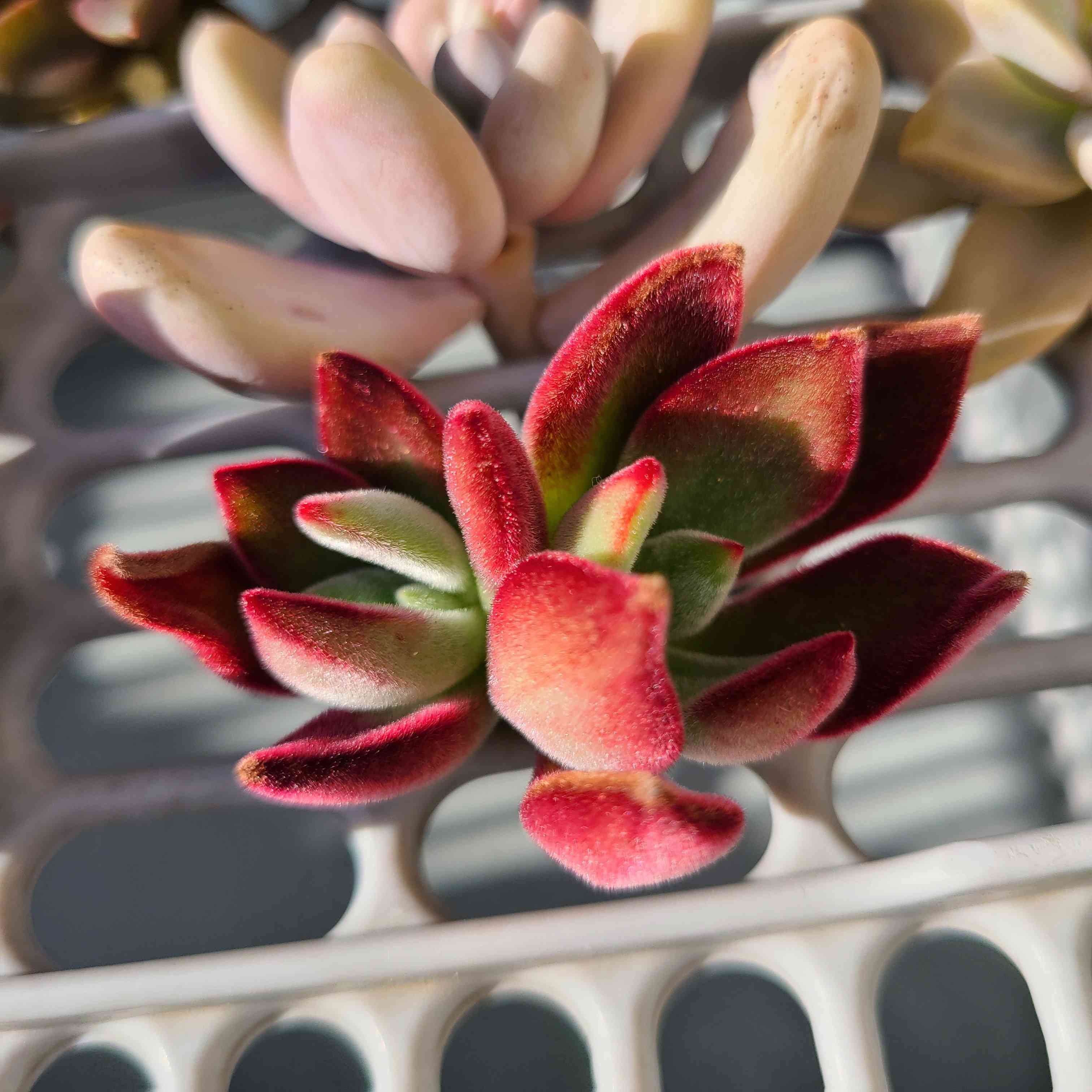 ハムシーの成長記録❤️✨｜🍀GreenSnap（グリーンスナップ）