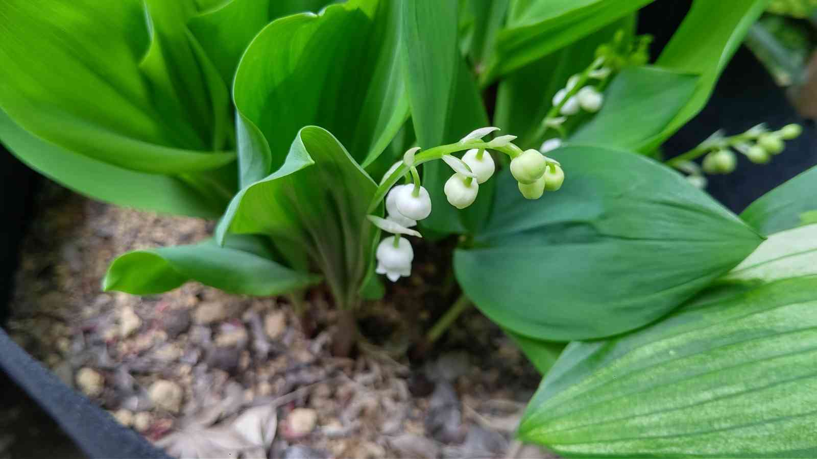 スズラン：白花2～3株入り3.5号鉢植え の通販 | 園芸ネット