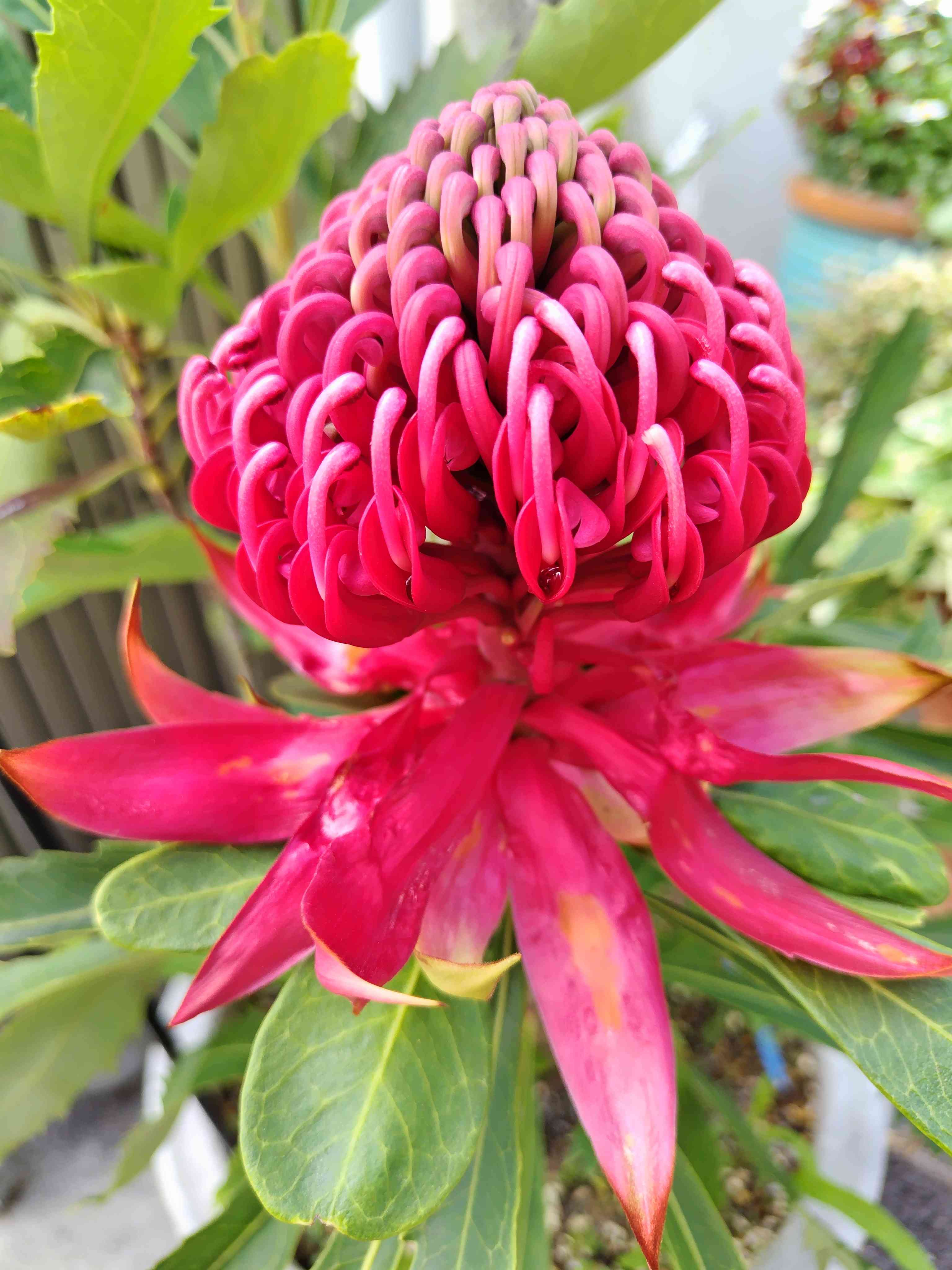 テロペア スペシオシッシマの一覧｜🍀GreenSnap（グリーンスナップ）