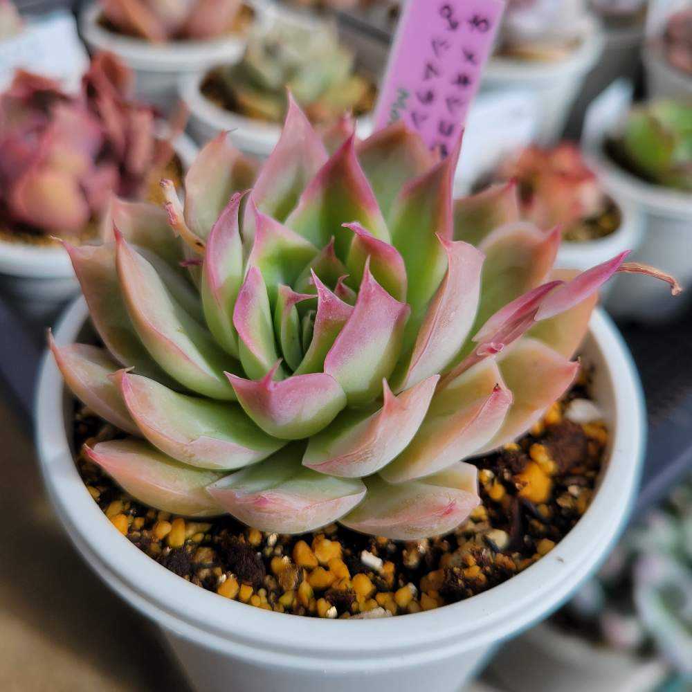 メキシコポルデンシスxシムランス｜🍀GreenSnap（グリーンスナップ）