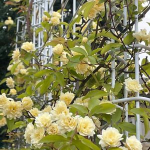 黄モッコウバラ,テラコッタ,花と緑のある暮らし,おうち園芸,アプローチの画像