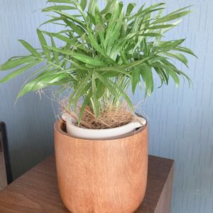 テーブルヤシ,観葉植物,緑のある暮らし,鉢カバー,植物のある暮らしの画像