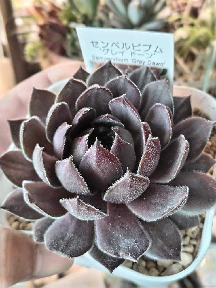 センペルNo.4 グレイドーン｜🍀GreenSnap（グリーンスナップ）