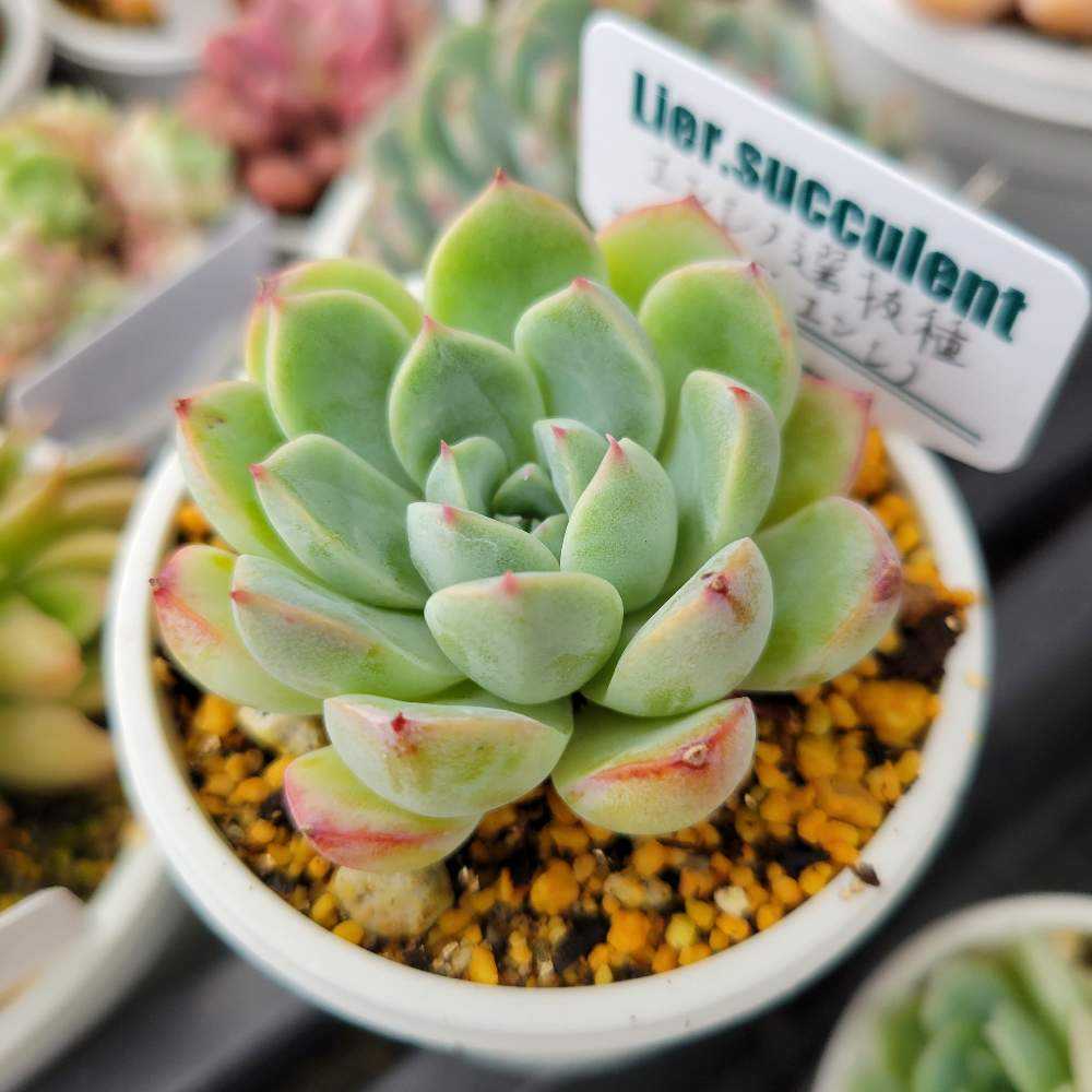 エンシノ選抜種xエンシノ｜🍀GreenSnap（グリーンスナップ）