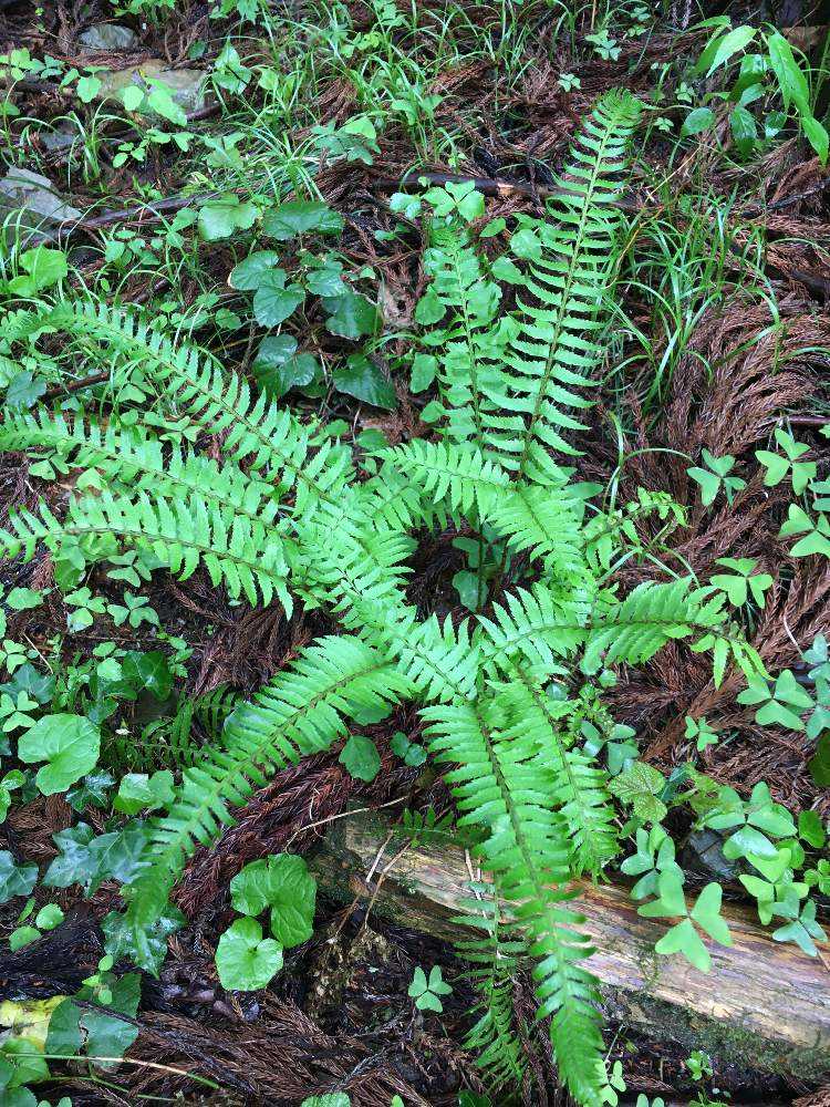 高尾山系の植物2023.4.16(その3)シダ植物・コケ植物編