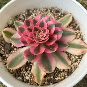 アエオニウム　ピンクウィッチ,ピンクウィッチ錦,多肉植物,多肉ちゃん,アエオニウム属の画像