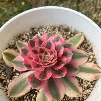 レインボーファン（コンテリクラマゴケ）,テラリウムの画像