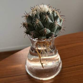サボテン水耕栽培,お部屋にグリーン, サボテンの画像