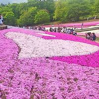 シバザクラ,鮮やか ,花のある暮らし,華やか,綺麗の画像