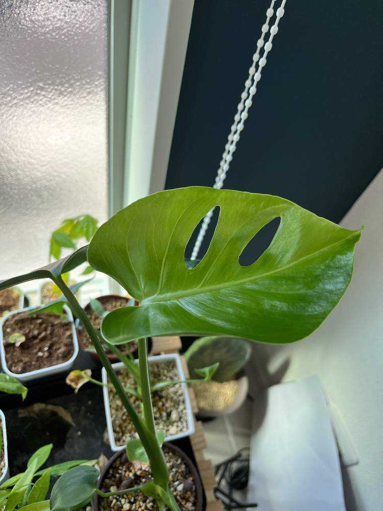 1681860396041_thum_559444_phot