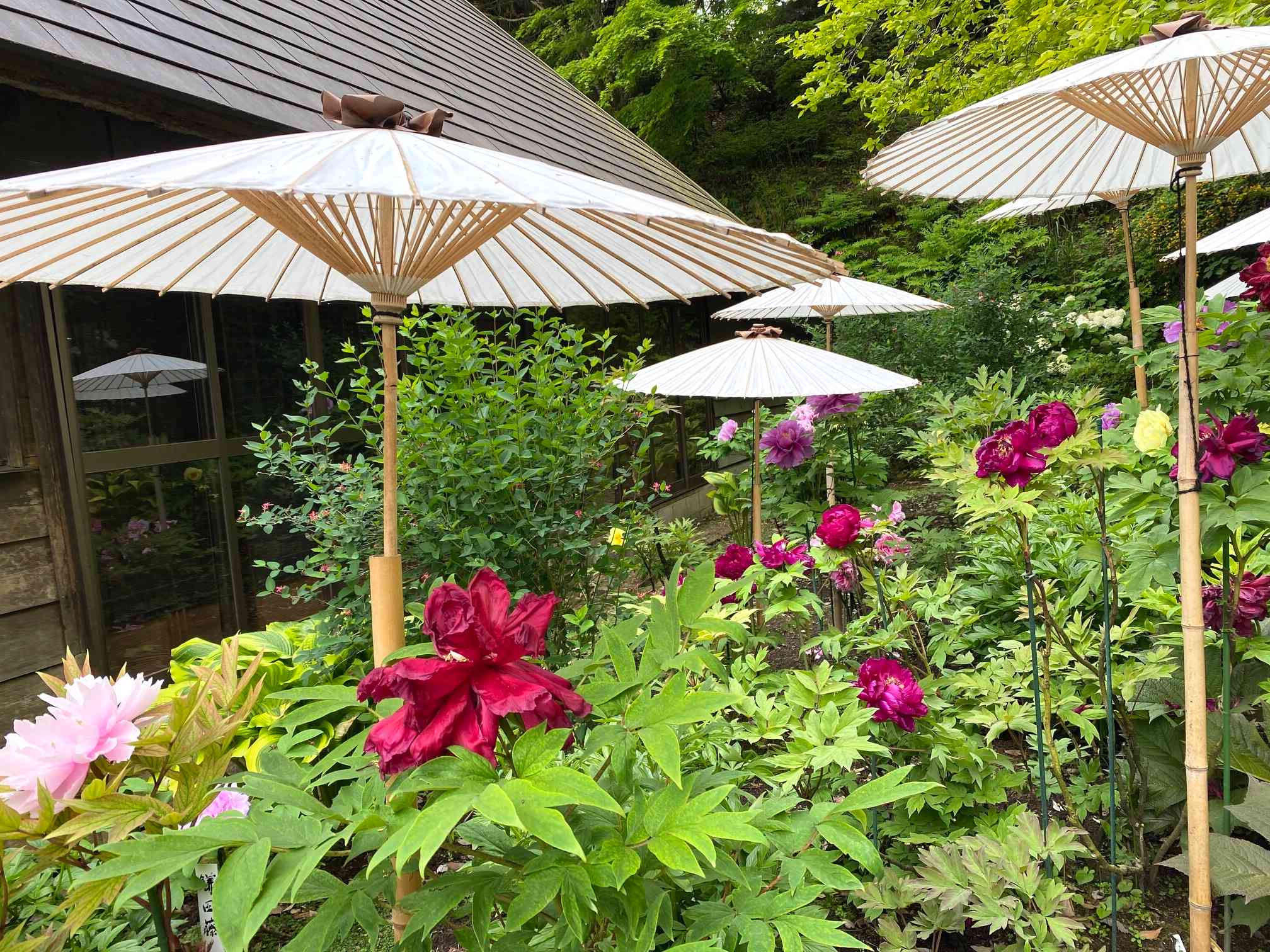 茂原牡丹園」房総里山の原風景に佇む古民家の庭に咲く牡丹の花💛🤍💗❤️🌿 ｜🍀GreenSnap（グリーンスナップ）