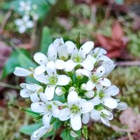 わさびの花,ワサビ,アブラナ科ワサビ属,アブラナの仲間(真理),RZ寺の画像