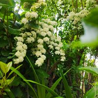 アマリリス,紫陽花,スモーク・ツリー,ビバーナム ティヌス,小手毬（こでまり）の画像