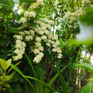 アマリリス,紫陽花,スモーク・ツリー,ビバーナム ティヌス,小手毬（こでまり）の画像