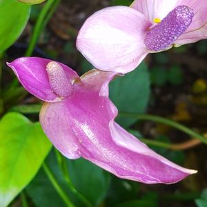 アンスリウム,アンスリウム・シラノ,観葉植物,鉢植え,不思議の画像