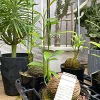 ケレベラ,モンキーツリー,ユーフォルビア ホワイトゴースト,観葉植物,温室の画像