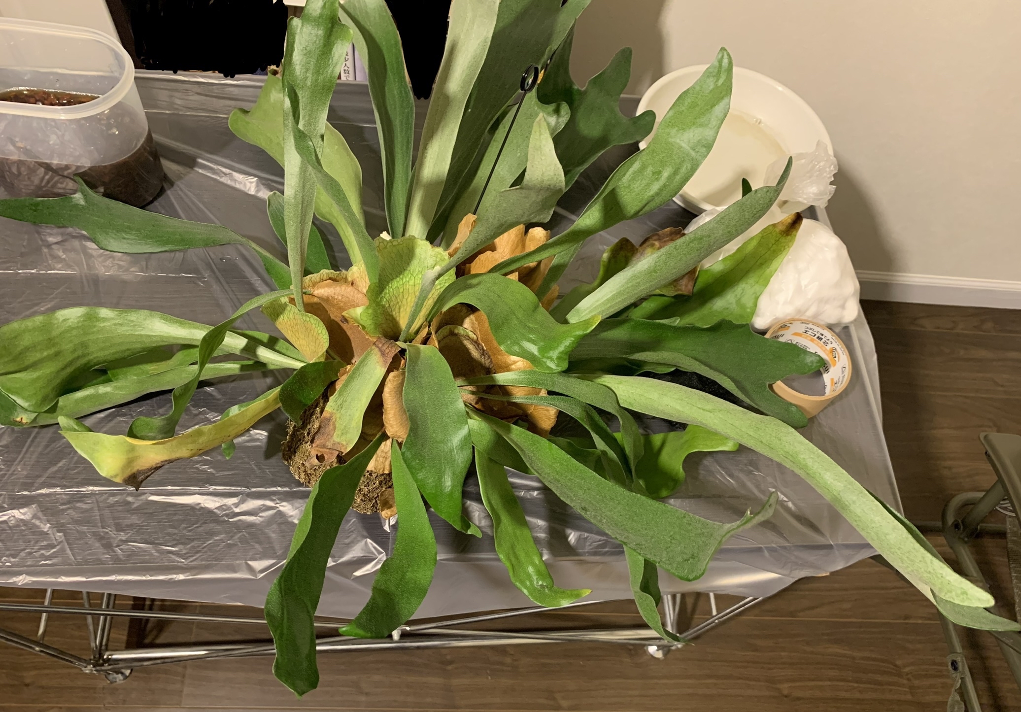 ビカクシダ スパーバム 超大型 コウモリラン - 植物/観葉植物