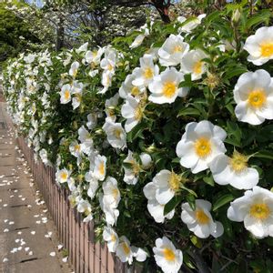 ナニワイバラ,フェンスの画像