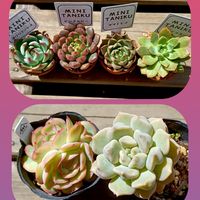 チワワエンシス,マッコス,ピンクルルビー,ピンクルビー,ヤマトヒメの画像