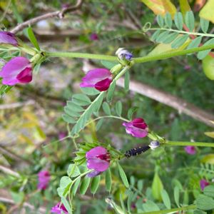 カラスノエンドウ,ヤハズエンドウ,てんとう虫の幼虫さん,公園,花壇の画像