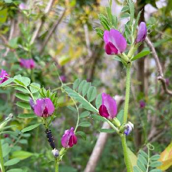 多肉植物,DIY,花壇,ガーデニング,レンガの画像