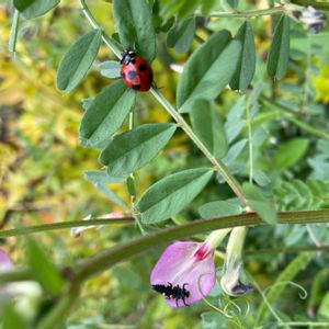 てんとう虫さん,カラスノエンドウ,ヤハズエンドウ,てんとう虫の幼虫さん,公園の画像