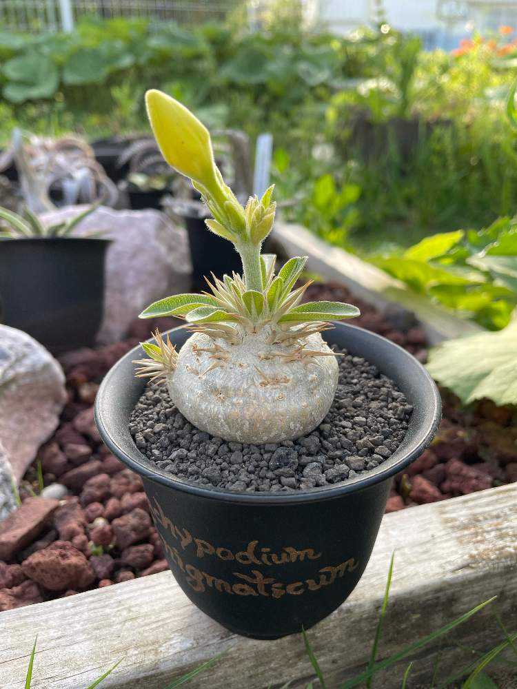 パキポディウム エニグマチカムの成長記録｜🍀GreenSnap（グリーン