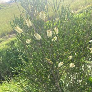 メラレウカ・ティーツリー,観葉植物,実生,自然,花のある暮らしの画像