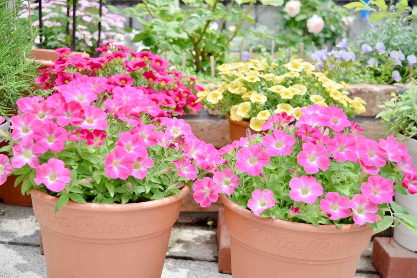 さくらもこもこと小梅ちゃんの成長記録🌸🌸｜🍀GreenSnap