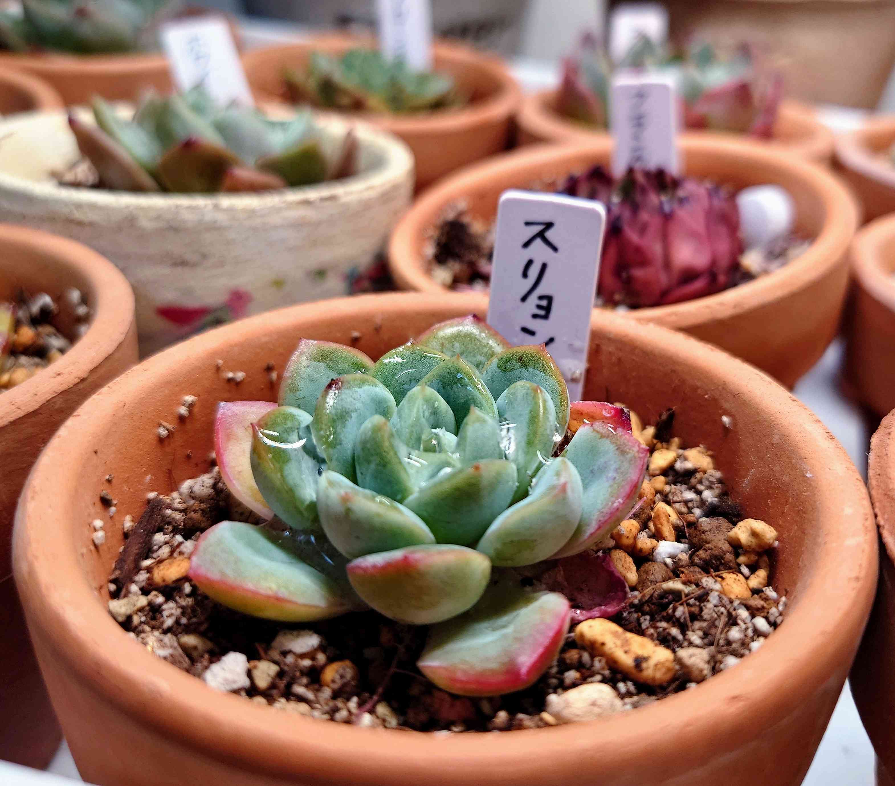 スリョン・の一覧|🍀GreenSnap(グリーンスナップ) スリョン・の一覧|🍀GreenSnap(グリーンスナップ)