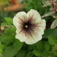 ペチュニア,ペチュニア カプチーノ,夏の花,花のある暮らし,ペチュニア☆の画像