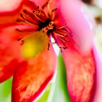 オガタマノキ,春のお花,シェードガーデン,花木,マクロ撮影の画像