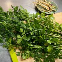 パクチー,パクチー,コリアンダー,コリアンダー,シャンツァイの画像