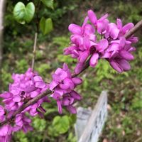 ハナズオウ,花のある暮らし,今日のお花,ピンク❤︎ピンク,お写ん歩の画像