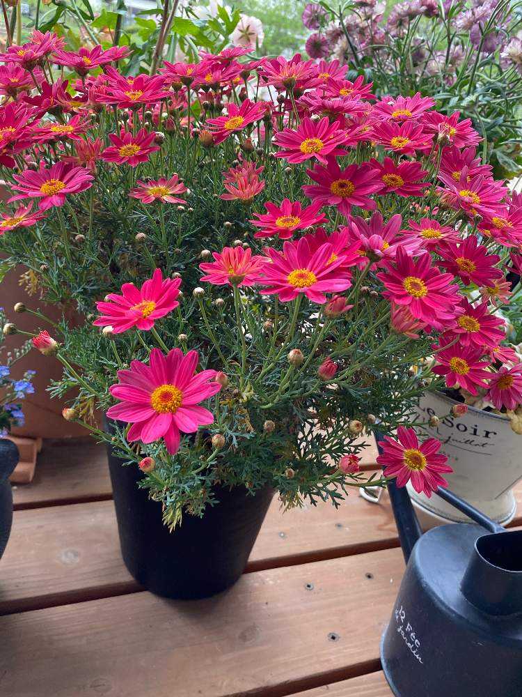 PWマーガレットシンプリーコーラル𓍯記録｜🍀GreenSnap（グリーン