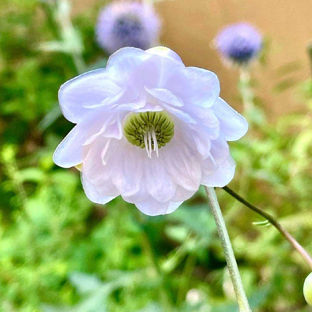 セツブンソウ八重咲き大輪花 D.セツブンソウ 八重咲き 3花