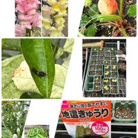 金魚草,イチゴ,レモン,ローゼル,さやえんどう　絹さやの画像