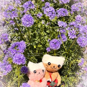 ギリア・レプタンサ,花言葉,紫の花,青い花,丸い花の画像